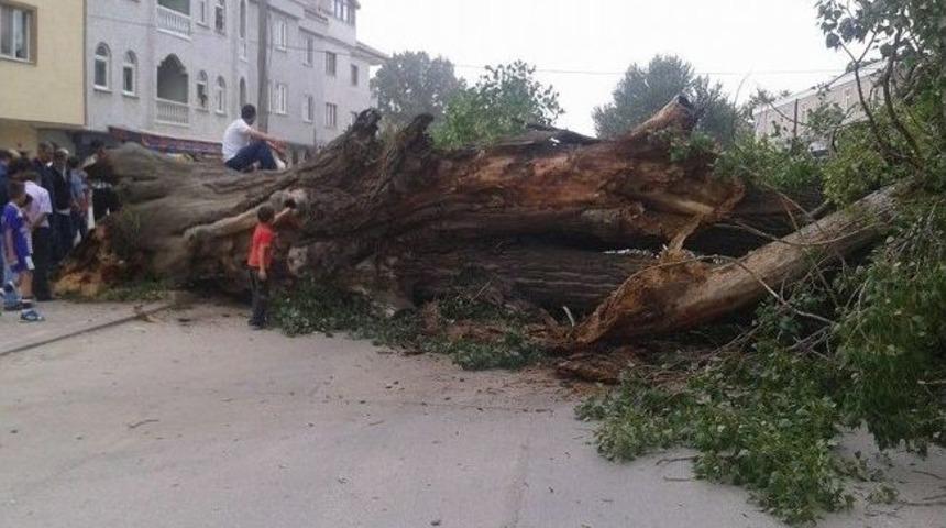 Tarihi &Ccedil;ınar Devrildi