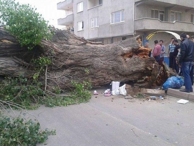 Tarihi &Ccedil;ınar Devrildi 1