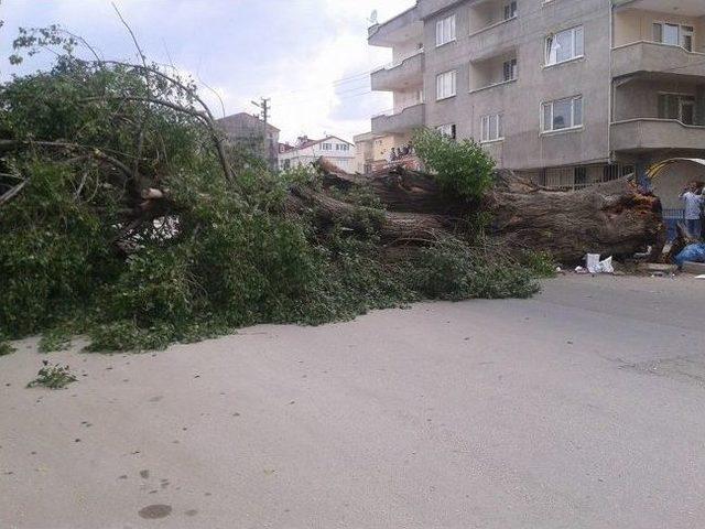 Tarihi &Ccedil;ınar Devrildi 2