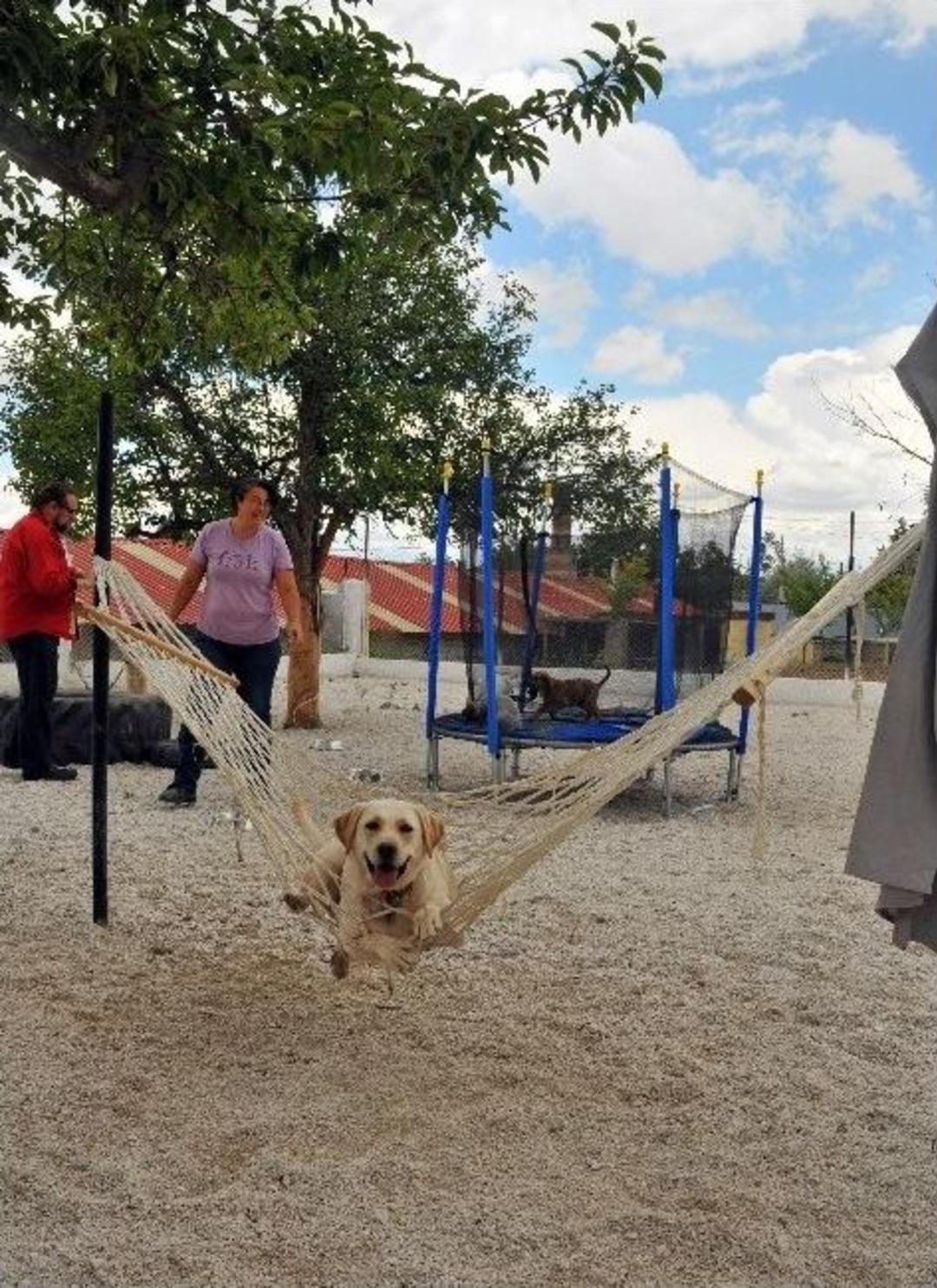 Kapadokya&rsquo;da Kedi Ve K&ouml;pekler İ&ccedil;in Otel