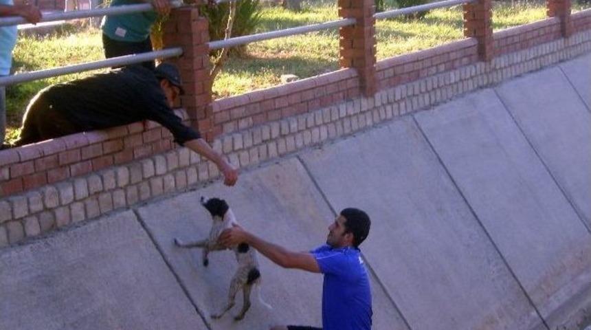 Kanala D&uuml;şen K&ouml;peği &Ccedil;arşı Esnafı Kurtardı