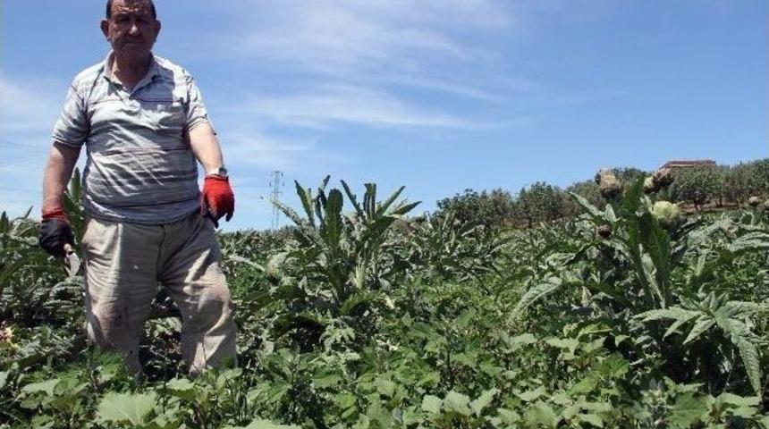 (&ouml;zel Haber) K&ouml;stebekler Enginar &Uuml;reticilerinin Sevincini Kemirdi