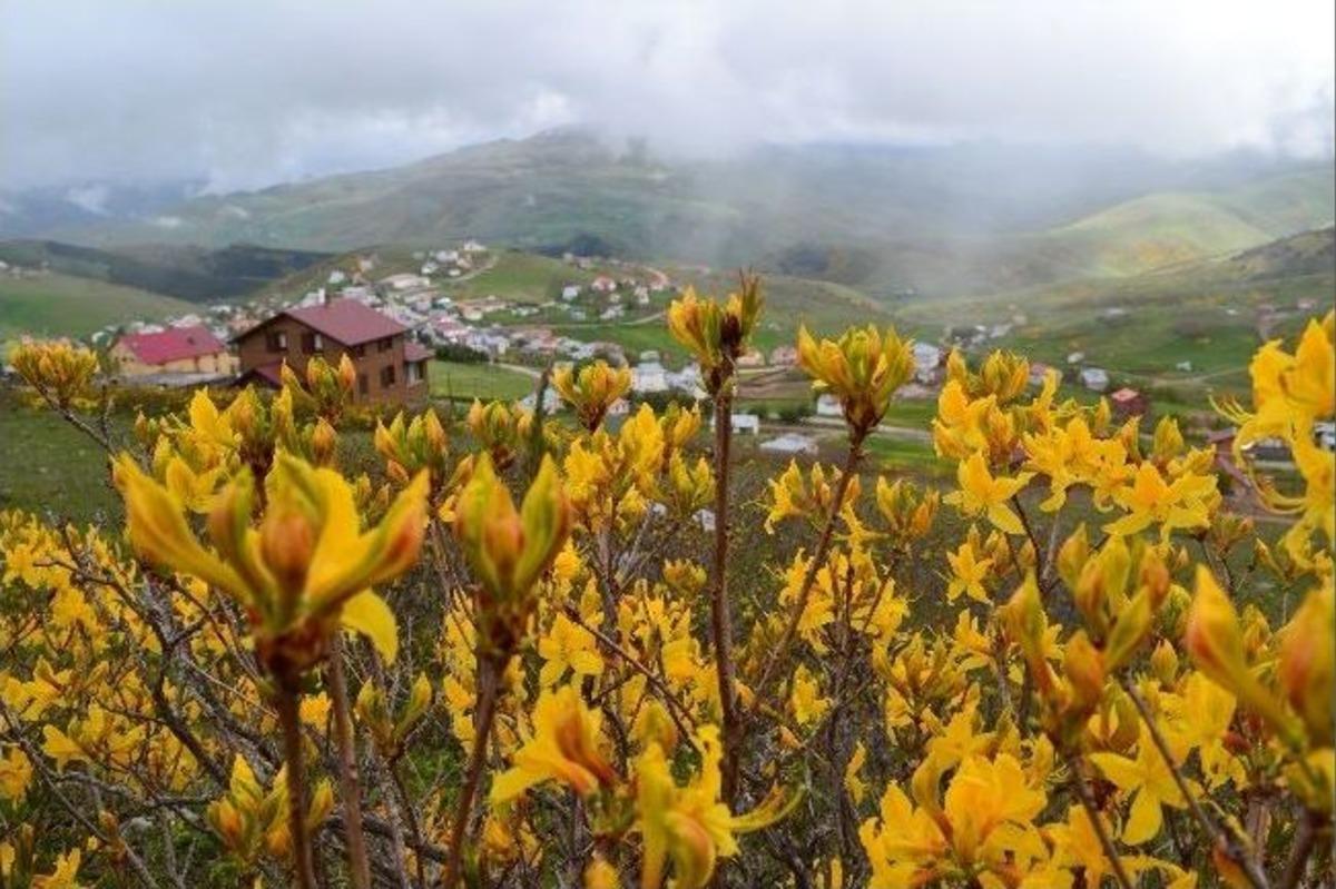 &Ccedil;ambaşı&rsquo;nın B&uuml;y&uuml;leyen G&uuml;zelliği