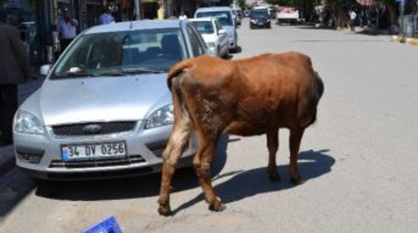 Silvan'da Başı Boş Gezen İnekler Tepkiye Neden Oldu