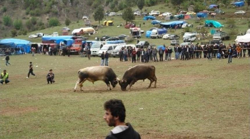 Boğalar Marant'ta Kozlarını Paylaştı