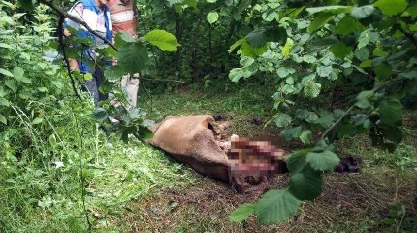 Yabani Hayvanlar K&ouml;ye İndi