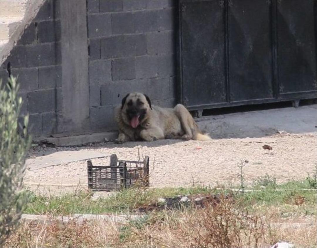 (&ouml;zel Haber) Kangal K&ouml;peği Bek&ccedil;iyi Hastanelik Etti