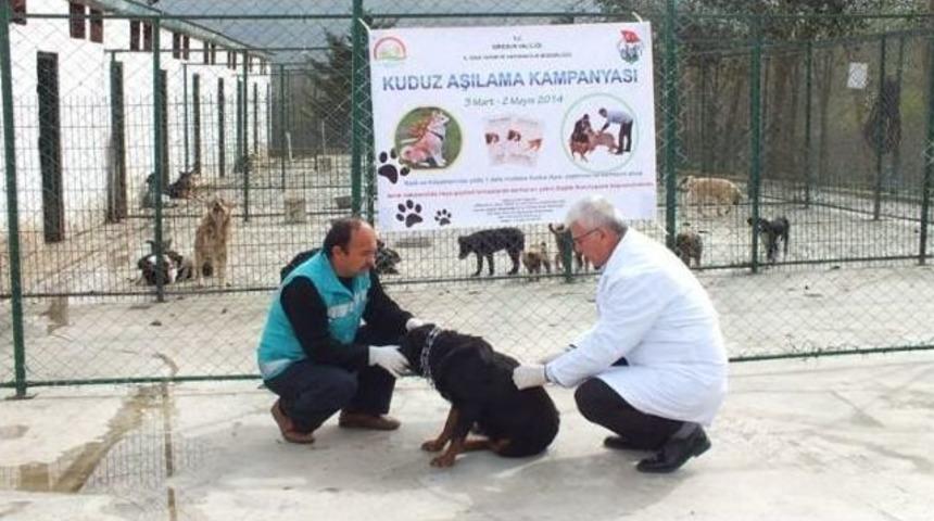 Giresun&rsquo;da 3 Bin 870 Kedi Ve K&ouml;pek Aşılandı