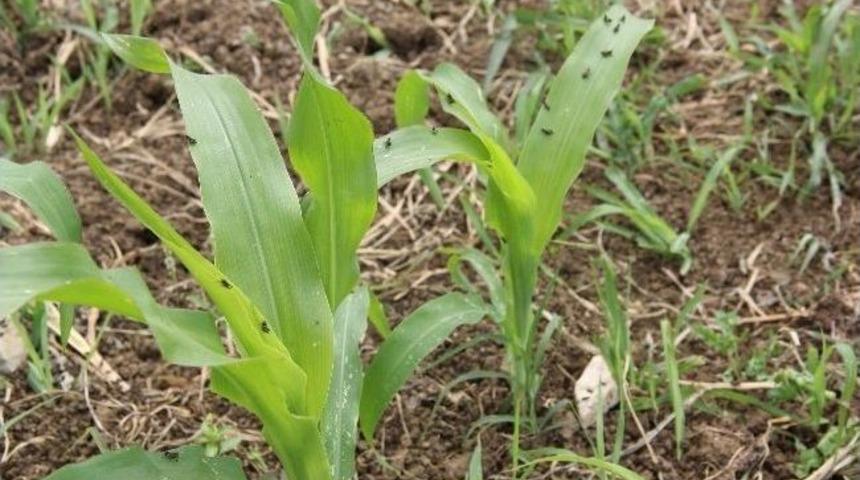 (&ouml;zel Haber) Tarlaları &Ccedil;ekirge Bastı