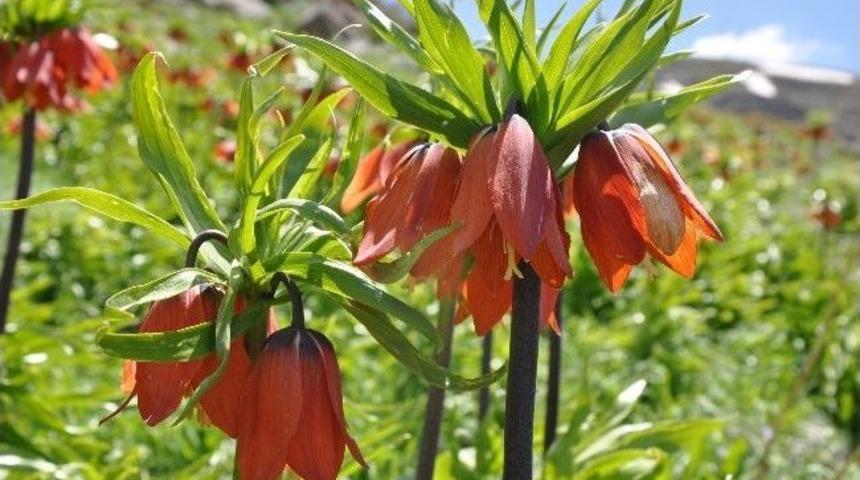 Kato Dağı'nda Silah Sesi Yerine Festival Hazırlıkları
