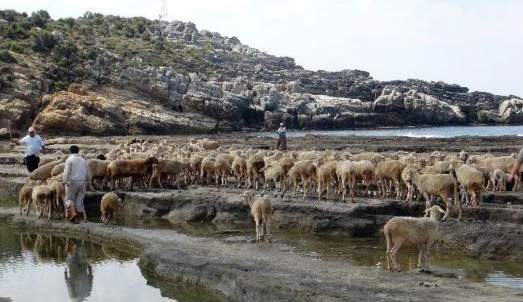 Hayvanların Geleneksel Deniz Banyosu