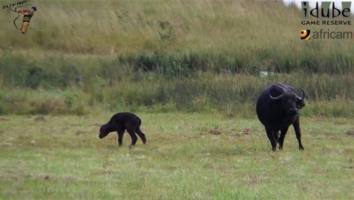Aslanları böyle izledi sonra... G1