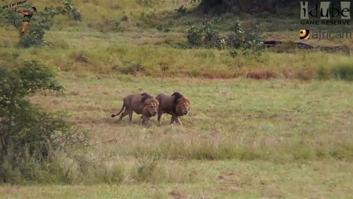 Aslanları böyle izledi sonra... G2