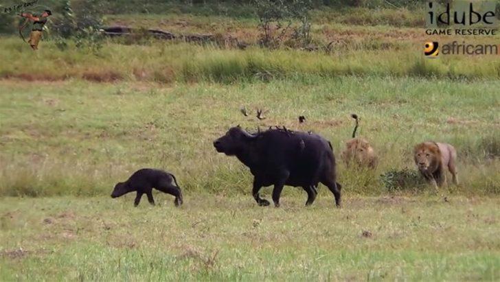 Aslanları böyle izledi sonra... G3