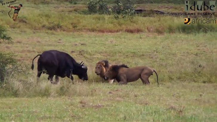 Aslanları böyle izledi sonra... G4