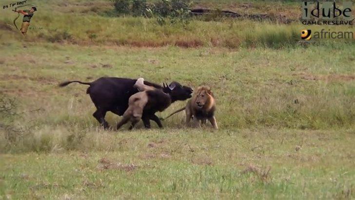 Aslanları böyle izledi sonra... G5