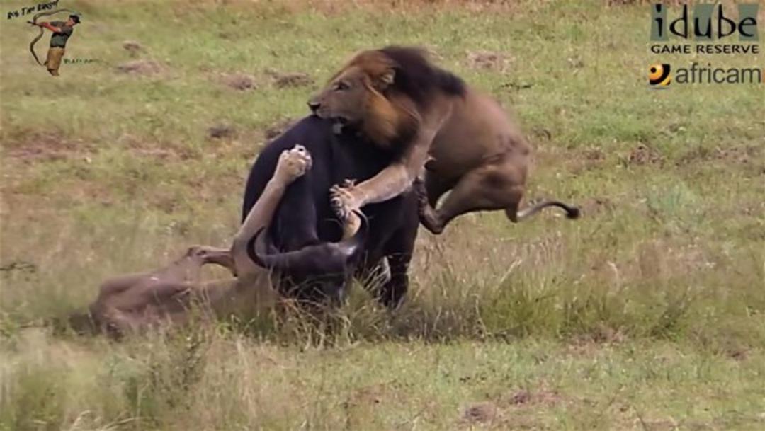 Aslanları b&ouml;yle izledi sonra...