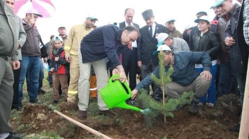 301 Soma Şehidi İ&ccedil;in Aziziye Tabyalarında 2 Bin 400 Fidan Dikildi