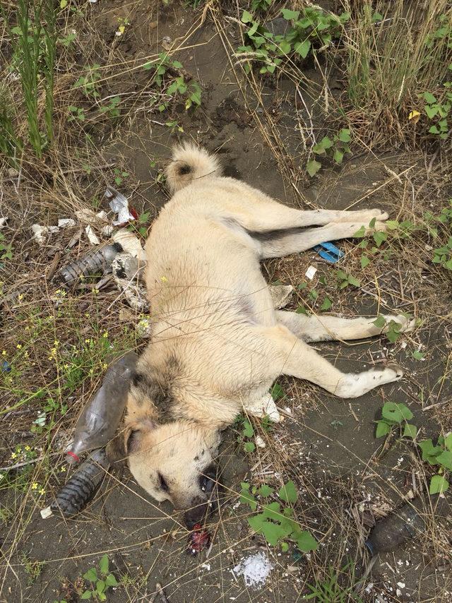 Trabzon'da köpekler ölü bulundu, soruşturma başlatıldı