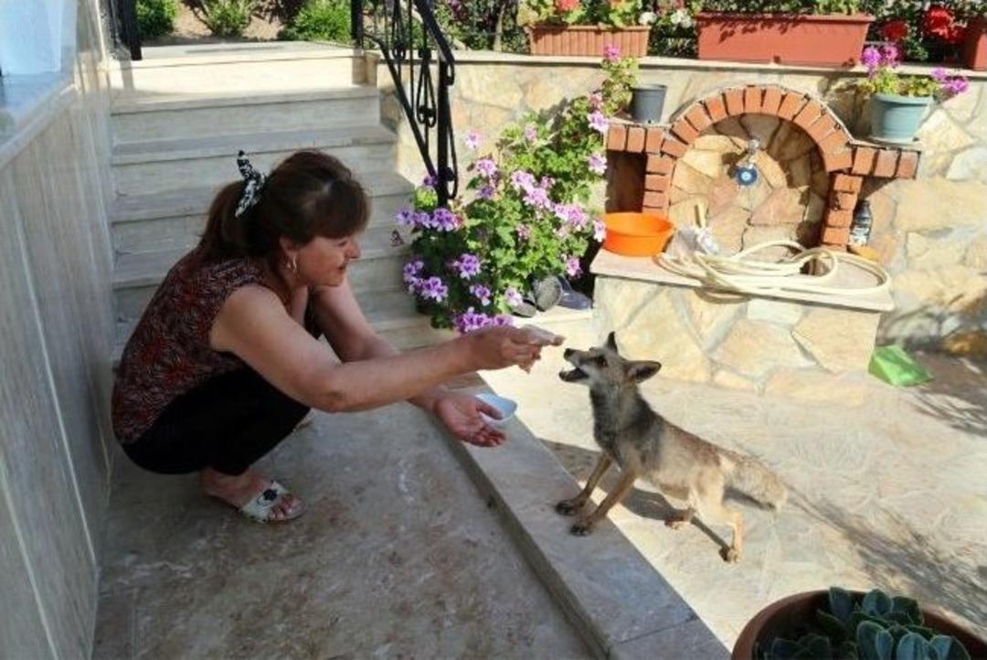'cesur' Tilkinin Yakın Dostluğu