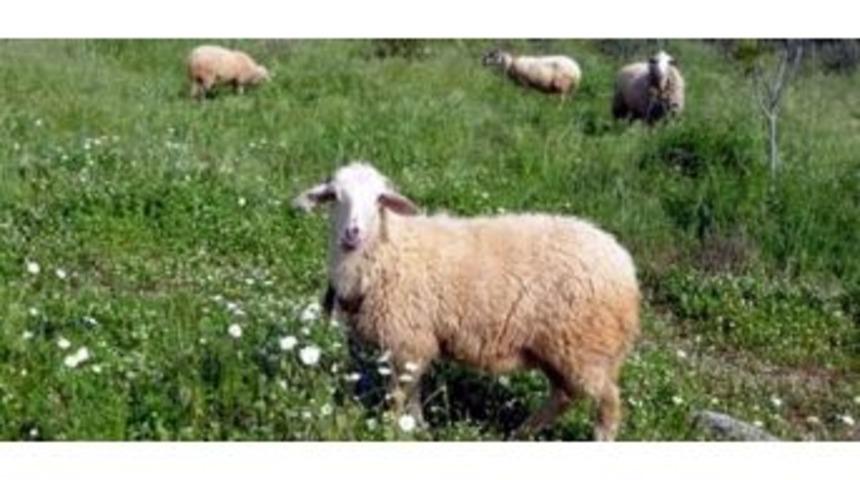 Aydın&rsquo;da Ana&ccedil; Koyun Ke&ccedil;i Desteklemesi Hakedişleri Yapıldı