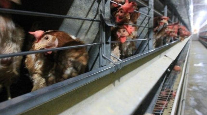 Tavuklara Klasik M&uuml;zikli Destek