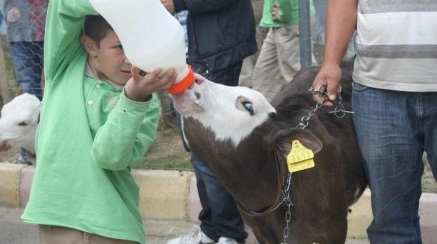 D&uuml;zce&rsquo;de S&uuml;t Haftası &Ccedil;eşitli Etkinliklerle Kutlanıyor
