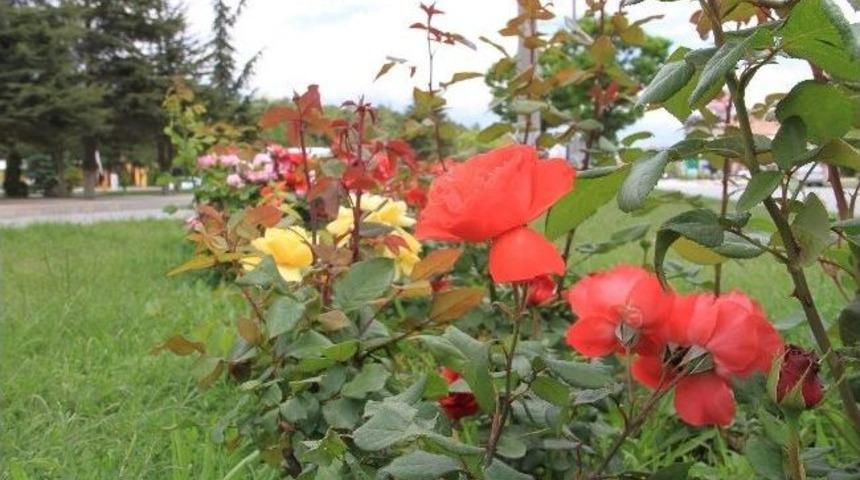 Erzincan&rsquo;da G&uuml;ller A&ccedil;tı