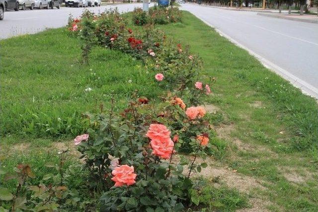 Erzincan’da Güller Açtı