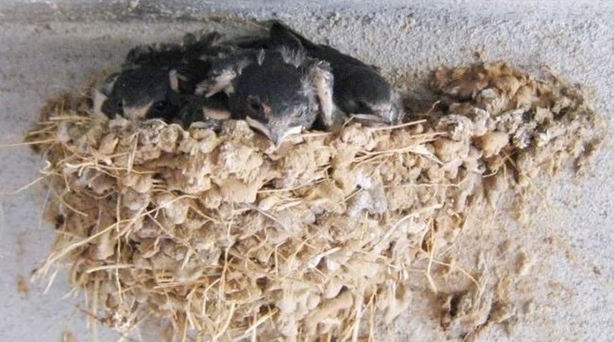 Kırlangı&ccedil; Ailesi 4 Yıldır Aynı İş Yerine Yuva Yapıyor