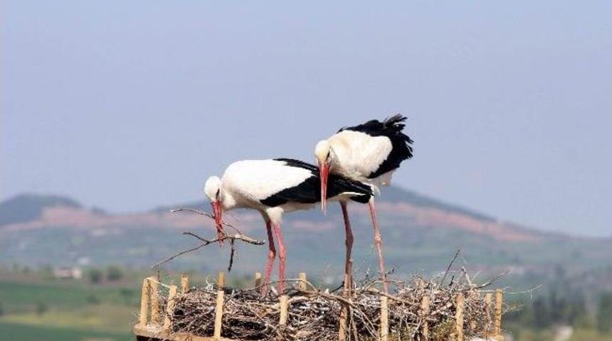 Leylek Şenliği Başlıyor