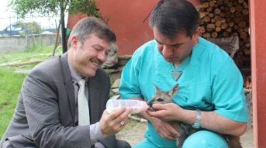 Sara&ccedil;: "iyi Niyetle Karaca Yavruları Sahipleniliyor"