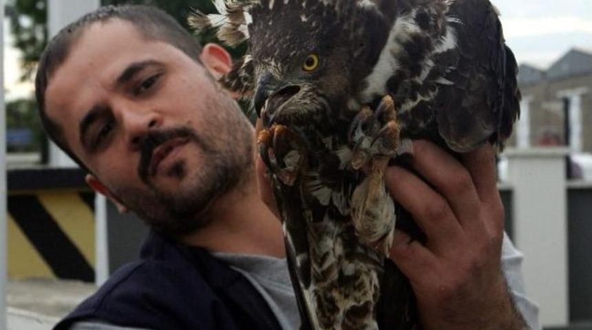 Yaralı Kartal Ve Pelikan Koruma Altına Alındı