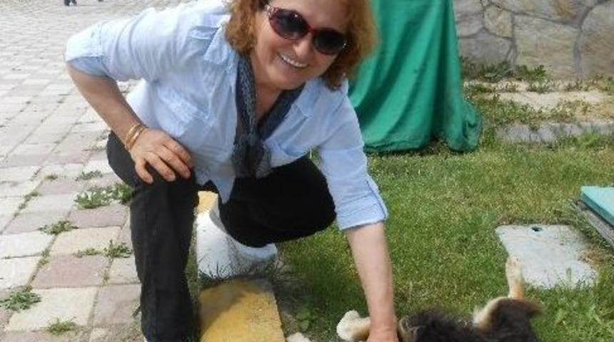 Hayvanseverler, Tepebaşı Hayvan Barınağı'nda İncelemelerde Bulundular