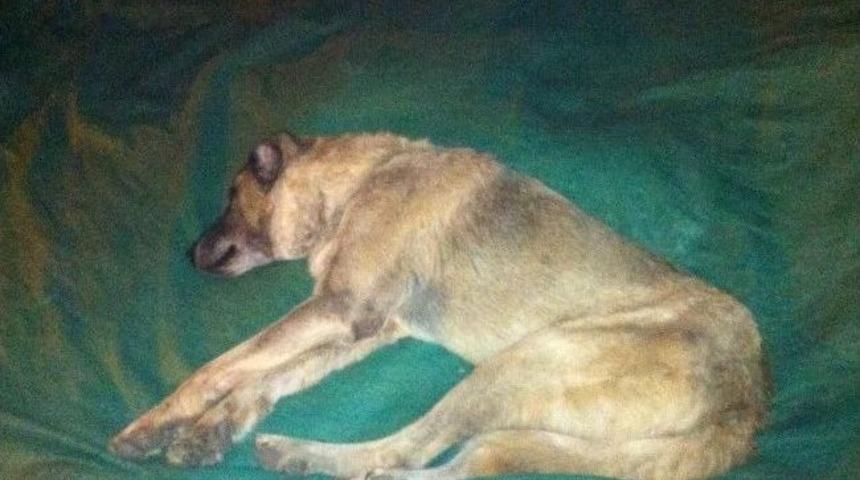 Hasta Sokak K&ouml;peği, Belediye Ekiplerini Harekete Ge&ccedil;irdi