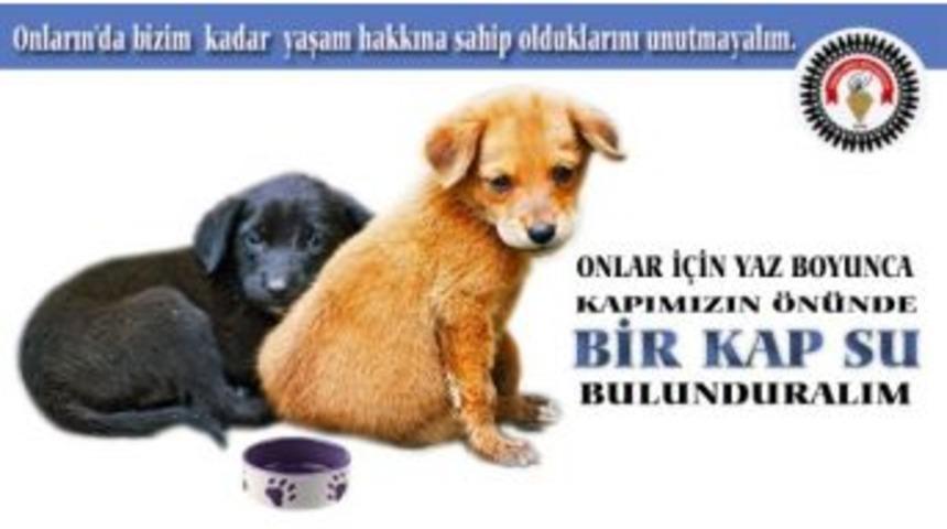 Kırklareli Sokak Hayvanlarına Sahip &Ccedil;ıkıyor