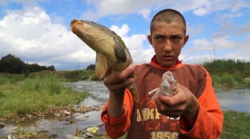 Milas'ta Deredeki Kirlilik Balıkları &Ouml;ld&uuml;rd&uuml;