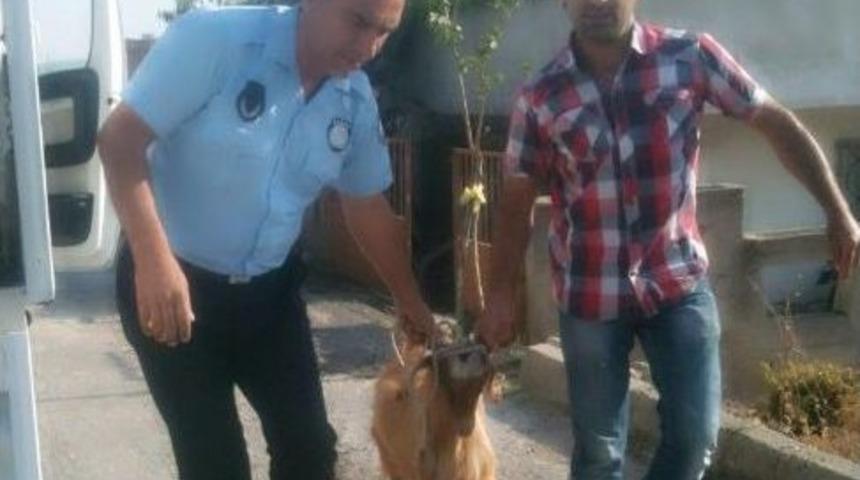 Zabıtadan Ke&ccedil;i Operasyonu