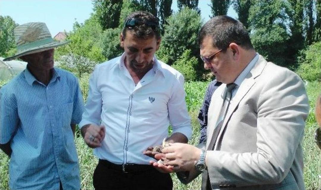 (&ouml;zel Haber) Zonguldak&rsquo;ta İlk Defa &Uuml;retilen Lale Soğanlarının S&ouml;k&uuml;m&uuml; Yapıldı
