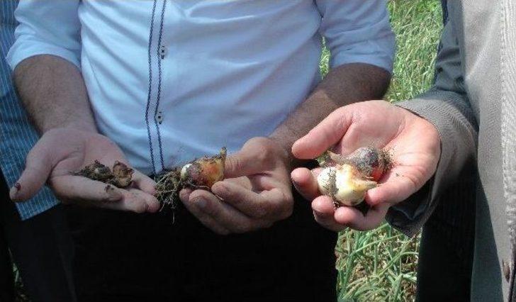 (özel Haber) Zonguldak’ta İlk Defa Üretilen Lale Soğanlarının Sökümü Yapıldı G1