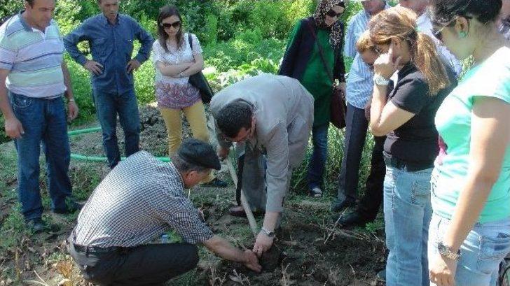 (özel Haber) Zonguldak’ta İlk Defa Üretilen Lale Soğanlarının Sökümü Yapıldı G2
