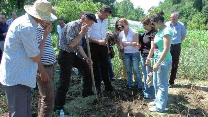 (özel Haber) Zonguldak’ta İlk Defa Üretilen Lale Soğanlarının Sökümü Yapıldı G3