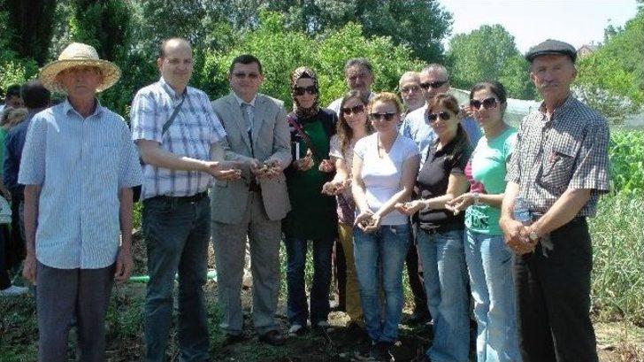(özel Haber) Zonguldak’ta İlk Defa Üretilen Lale Soğanlarının Sökümü Yapıldı G4