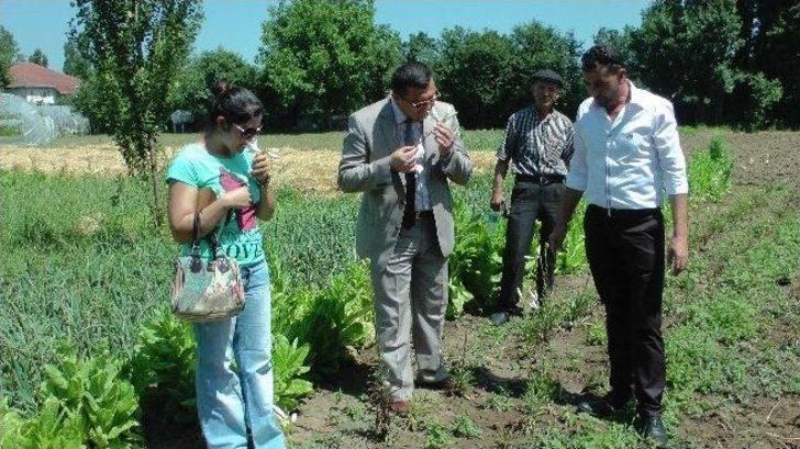(özel Haber) Zonguldak’ta İlk Defa Üretilen Lale Soğanlarının Sökümü Yapıldı G5