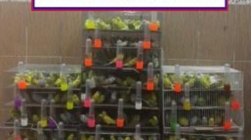 Jandarma 700 Adet Muhabbet Kuşu Ele Ge&ccedil;irdi