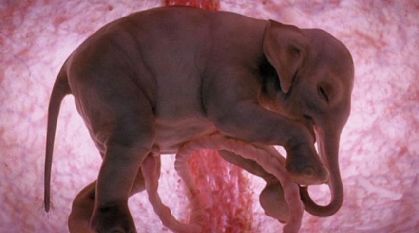 Anne karnındaki hayvanları keşfetmeye ne dersiniz?