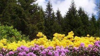 Ordu’da 4 Bal Ormanı Kuruldu