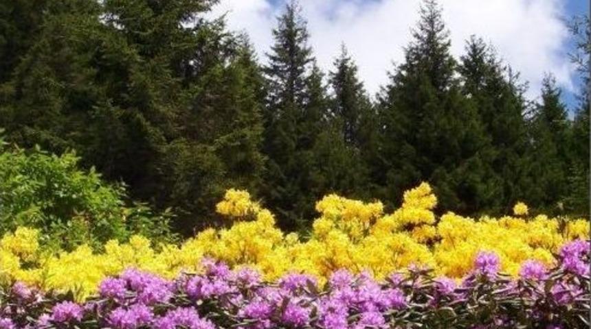 Ordu’da 4 Bal Ormanı Kuruldu