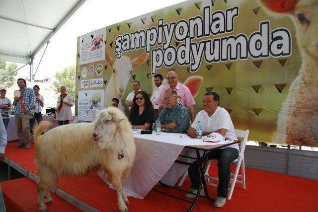 Türk Hayvancılığı'nın Kalbi İzmir'de Attı