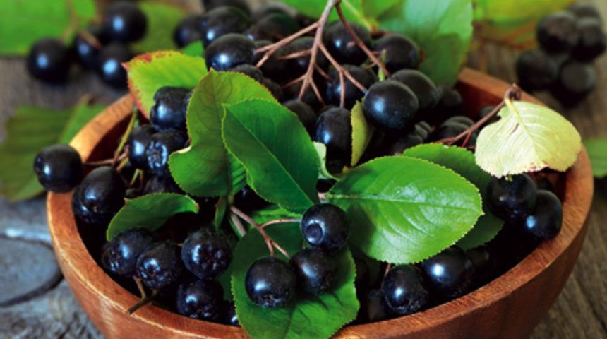 Mucize bitki aronia kanser d&uuml;şmanı